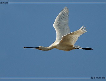 Animali 229